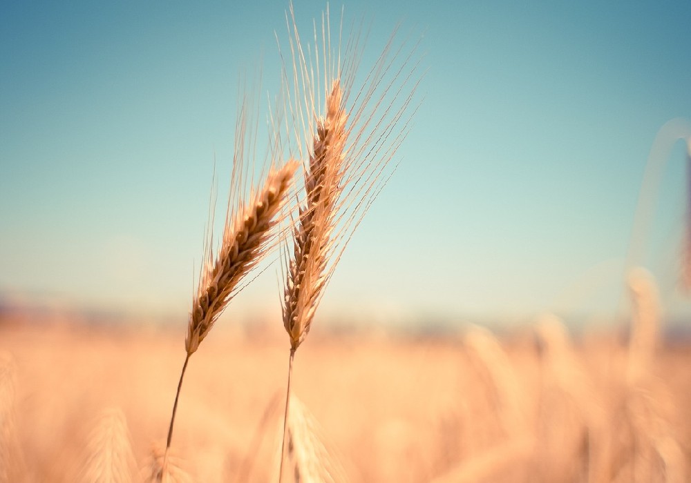 植物蛋白受歡迎，消費(fèi)者看重營(yíng)養(yǎng)成分和口味