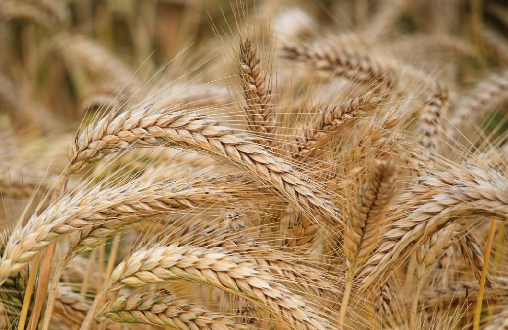 素時(shí)刻五谷膳食粉199種食材的秘密
