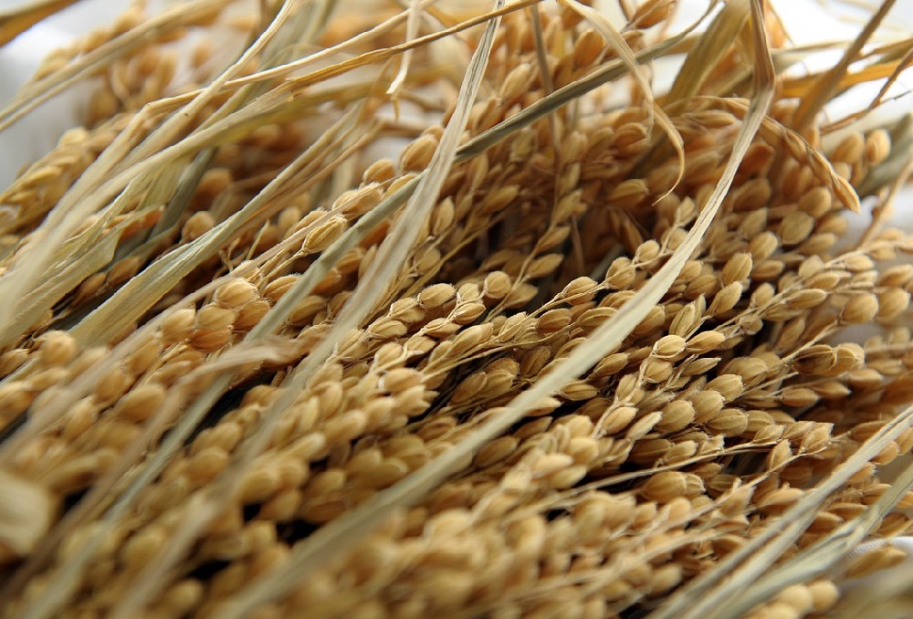 健康飲食丨全谷物主食，讓生活更健康