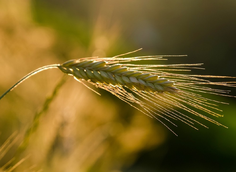 素時刻五谷膳食粉 ：1人素1地球