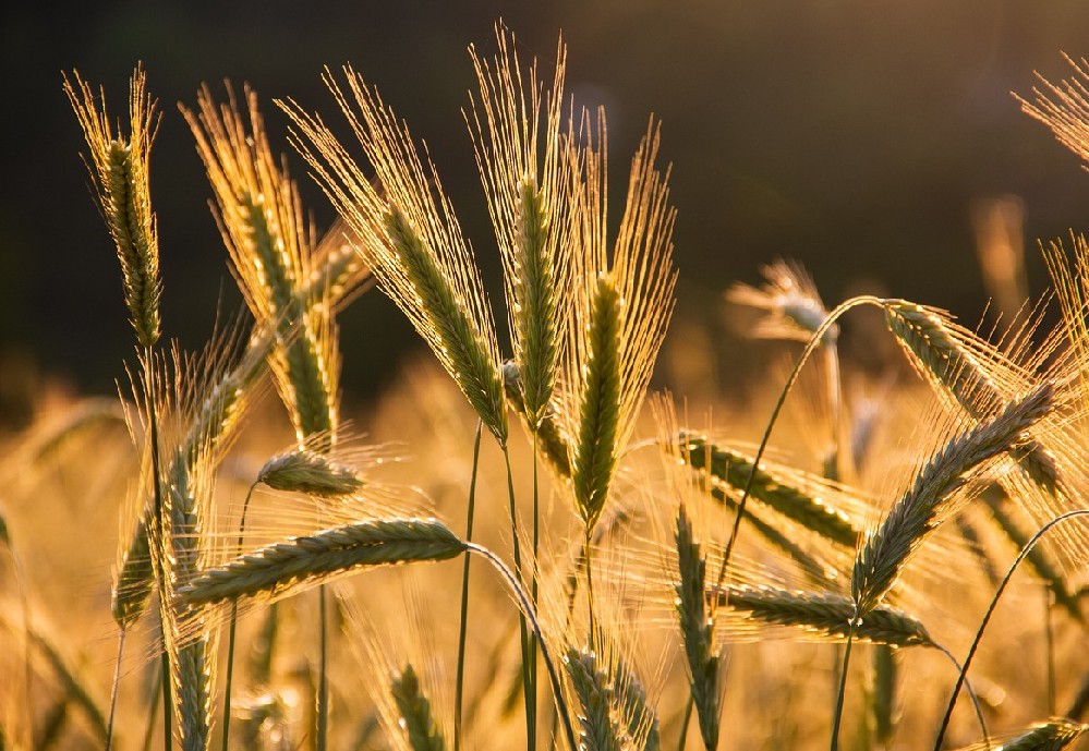 谷物食品不僅在崛起，還在努力發(fā)展