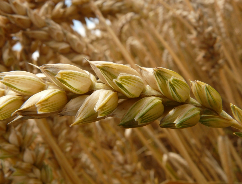 雜糧時(shí)代丨營養(yǎng)代餐 方便健康——素時(shí)刻五谷膳食粉