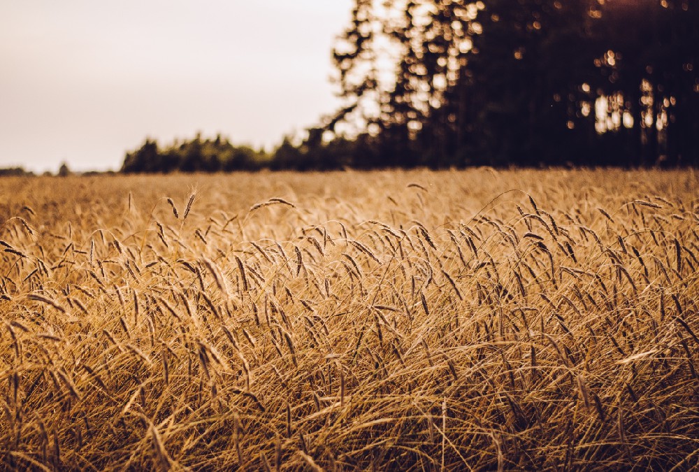 科學(xué)食養(yǎng) ，助力兒童健康成長(zhǎng)！