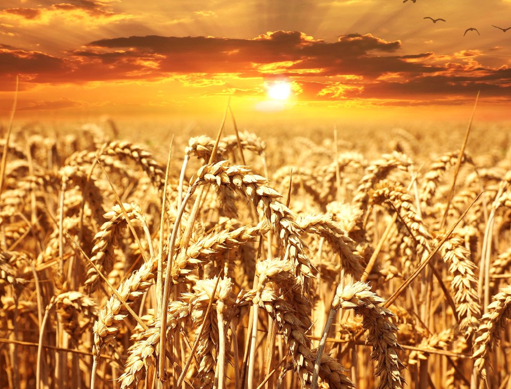 食養(yǎng)“五字訣”五谷為養(yǎng)