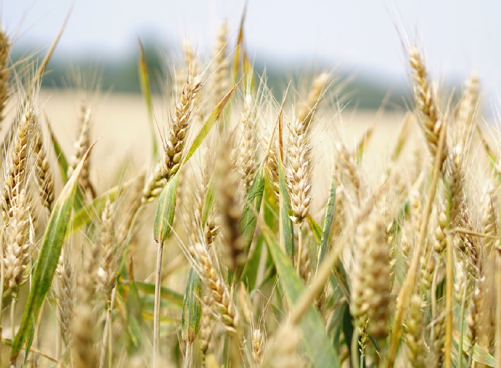 全谷物雖好，也得注意這些誤區(qū)！