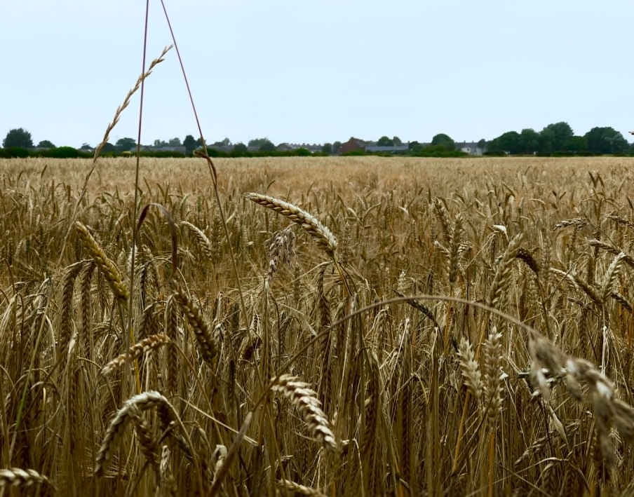 素時(shí)刻五谷膳食粉：全谷物的健康功效知多少
