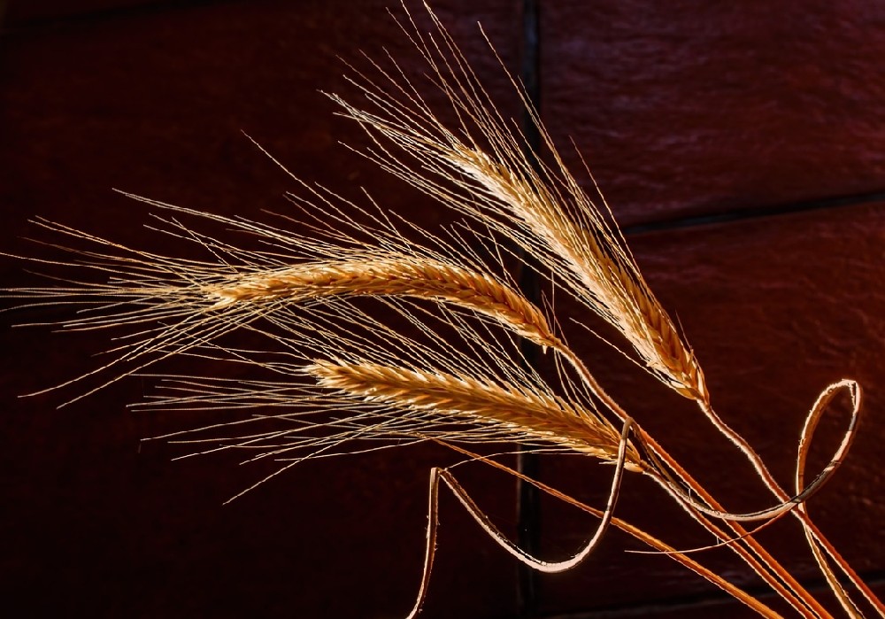 素時(shí)刻：全谷物與健康的科學(xué)共識(shí)