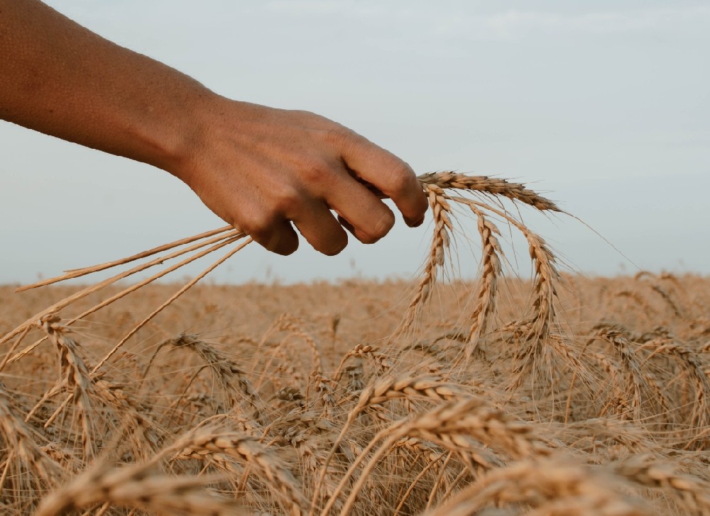 素時刻五谷膳食粉：帶你領(lǐng)略全谷物時代下的健康飲食
