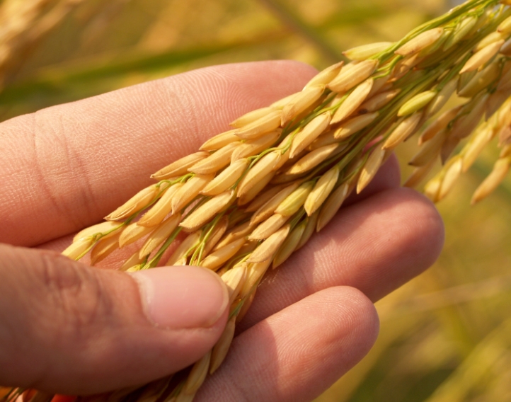中醫(yī)為什么要強調(diào)“五谷為養(yǎng)”！五谷養(yǎng)何處？