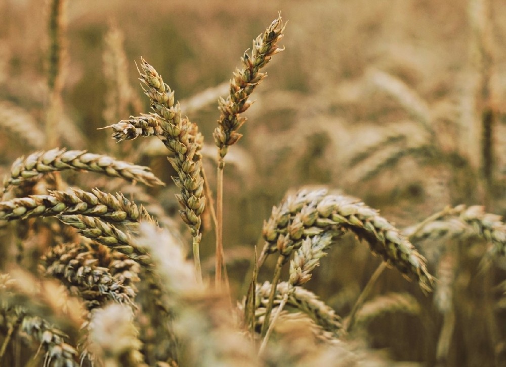 用五谷調(diào)臟腑，餐餐都是食療食養(yǎng)