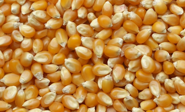 揭秘粗糧減肥誤區(qū)：抗餓又健康，但你可能一直在吃錯